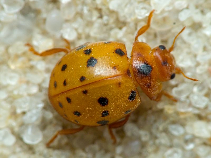 Subcoccinella vigintiquatuorpunctata (Linnaeus, 1758)